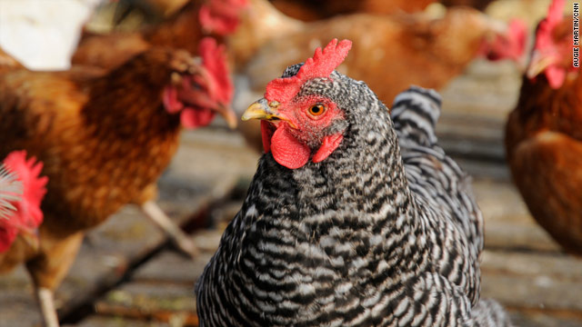 Researchers found a protein found in chickens speeds up the formation of eggs. So does that mean the chicken came first?