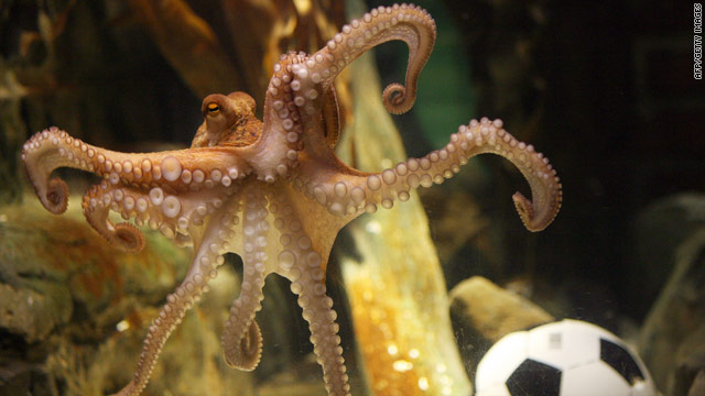 Paul the octopus rocketed to fame after correctly picking eight<br />
out of eight winning teams in the World Cup finals.