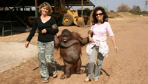 Rescue center treats fat orangutan