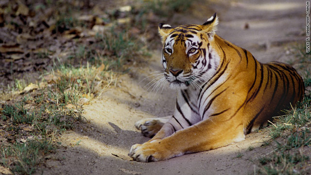 Bengal Tiger - Cougar Mountain Zoo