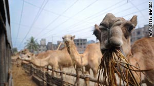 Camel meat has, for centuries, been a feature of traditional nomad cooking. Now, it has been given a 21st century twist.