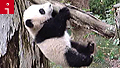 Baby panda makes cuddly zoo debut