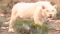 Saving the white lion