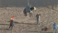 Rescue videos: Horse, deer, dog