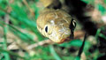 Tylenol-loaded mice trap snakes