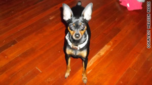 Ahimsa House cared for Sophie, a Miniature Doberman, while her owner sought housing after leaving her abusive husband.