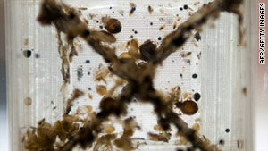 A female bedbug can produce 400,000 offspring, and most bedbugs can go up to a year between feedings.