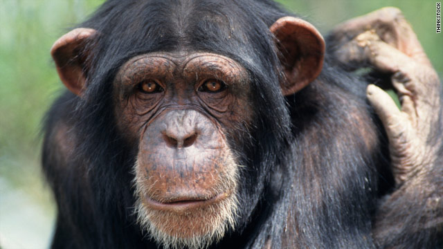 Scientists are seeking to understand the underlying reasons why humans and chimpanzees have key differences.