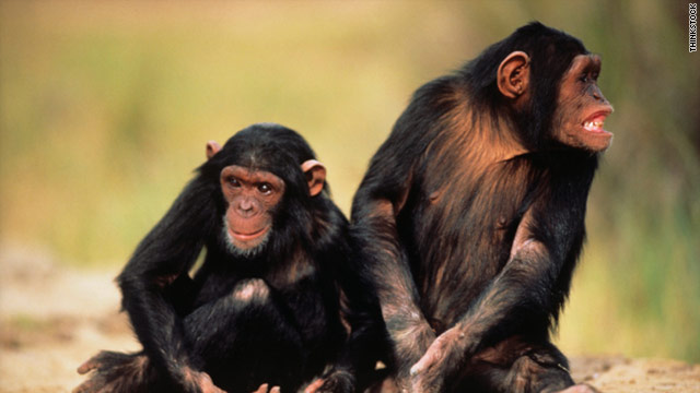 Scientists are seeking to understand the underlying reasons why humans and chimpanzees have key differences.