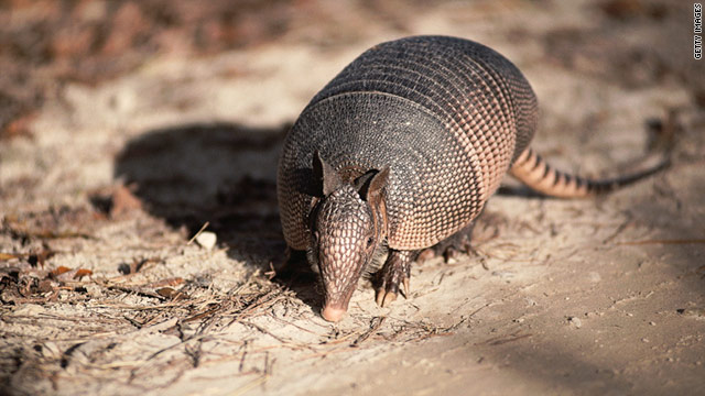 Armadillos Linked To Leprosy In Humans