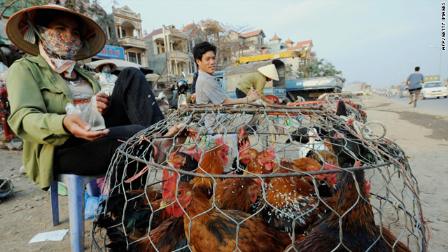 A vendor feeds her chickens on Hanoi's outskirts. Authorities fear a mutant strain of the H5N1 virus could spread from Vietnam.