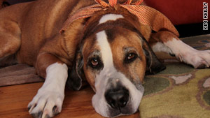Eileen and Rick Williams say they adore their grandpuppy, Mr. Moose.