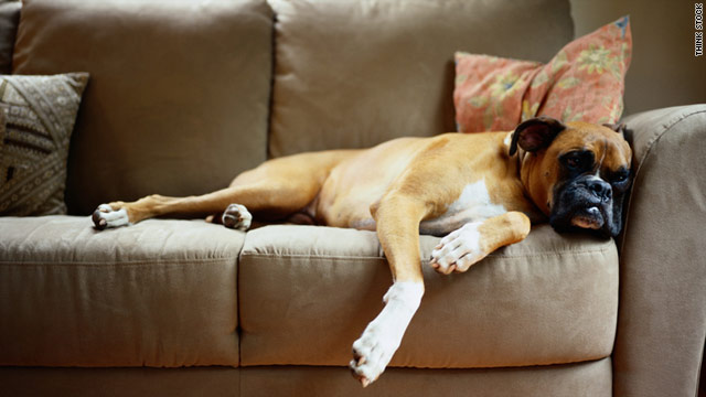 Large-breed dogs such as Great Danes, Dobermans, German shepherds, standard poodles and boxers are at risk for bloat.