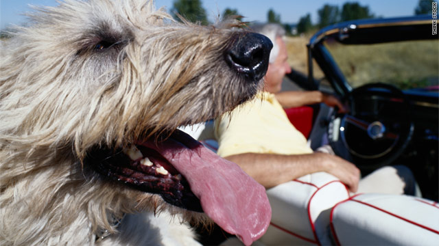 Your dog will love tagging along on your summer trip. Just make sure to prepare before hitting the road.