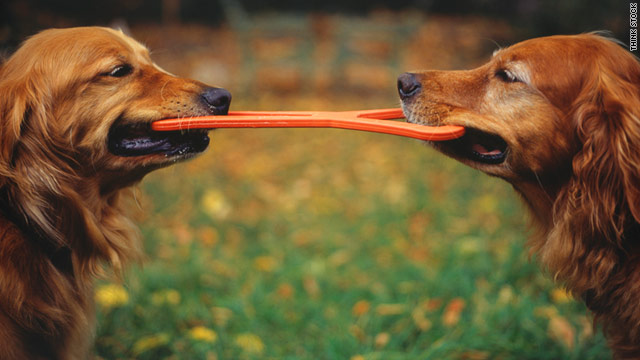 Dogs may be tired after a day full of exercise and play at daycare.