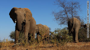 Elephants walk around and eat foliage at the Mashatu Game Reserve.