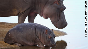 Hippopotamuses relax on a sand island in the Edeni Game Reserve in South Africa.