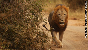A lion roams in Kruger National Park, South Africa.