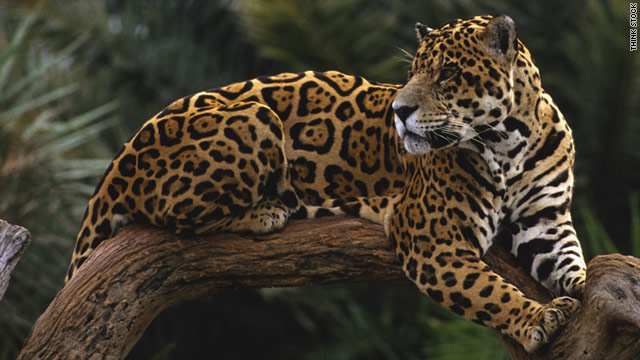 Jaguars rest during the day because they are nocturnal hunters, so your best chance to see them is by staying up.