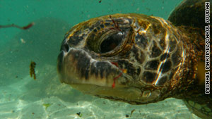 Bring an underwater camera when you visit the sea turtles.