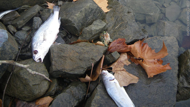 Dead drum fish lline the banks of a 20-mile stretch of the Arkansas River near Ozark.