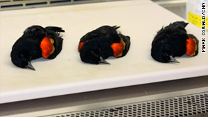 Red-winged blackbirds from Arkansas were studied at the University of Georgia.