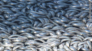 The sardines covered King Harbor Marina in Redondo Beach, California, last week.