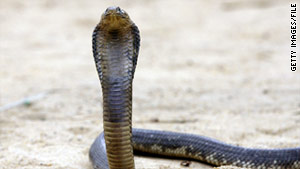 Deadly cobra missing from Bronx Zoo