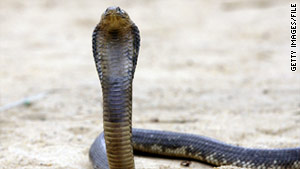 bronx zoo cobra