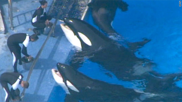 Killer whale Tilikum is making its first appearance before audiences since killing SeaWorld trainer Dawn Brancheau last year.