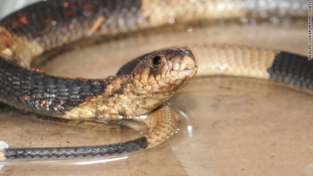 The Bronx Zoo will announce the winning name for the Egyptian cobra on Thursday.