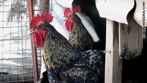 Roosters are left unscathed after a fire engulfs most of Lonnie Creswell's property near Graham, Texas.