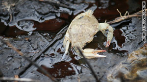 The exoskeleton of a dead crab is a common site here. Living crabs are much harder to find.