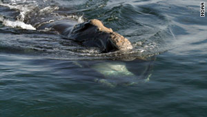 Boaters have been warned to be on the lookout for right whales around Cape Cod Bay.