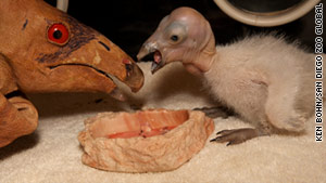 Baby Condor