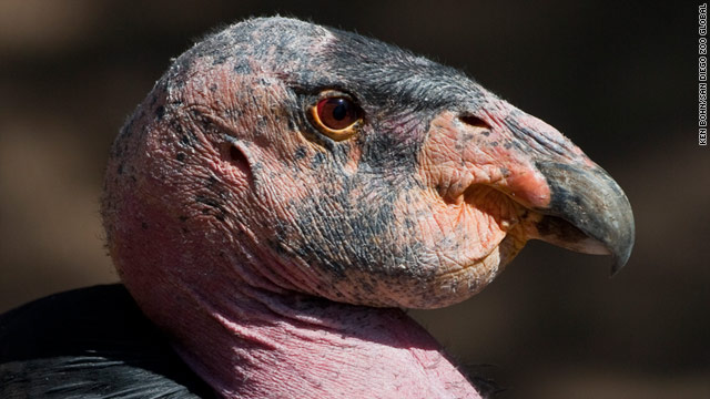 The condor population is 394, including 181 in the wild. Experts hope to hit 400 condors by the end of breeding season.