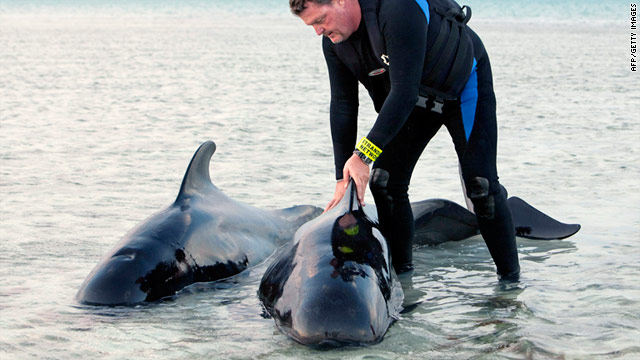 The Marine Mammal Conservancy's Art Coakley tends to two pilot whales Thursday in shallow waters near Cudjoe Key, Florida.