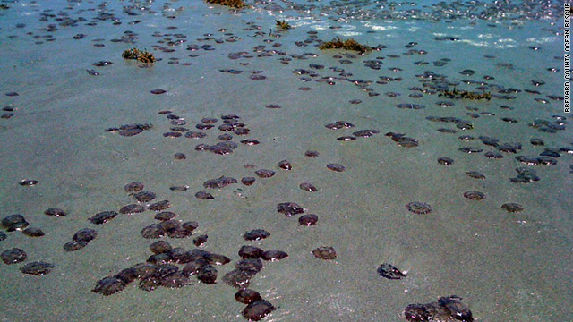 A swarm of purplish, stinging jellyfish is washed up on Cocoa Beach, Florida, on Saturday.