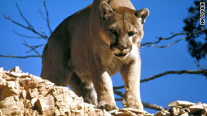 There is no native population of mountain lions in Connecticut.