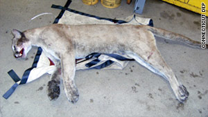 Officials say the mountain lion is likely the same one that was seen this week in nearby Greenwich.