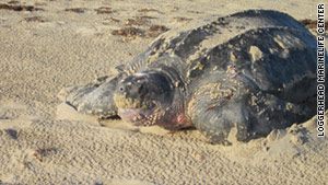 Clover, an endangered leatherback turtle, got her name from a family vacationing from Vermont.  Clover is Vermont's state flower.