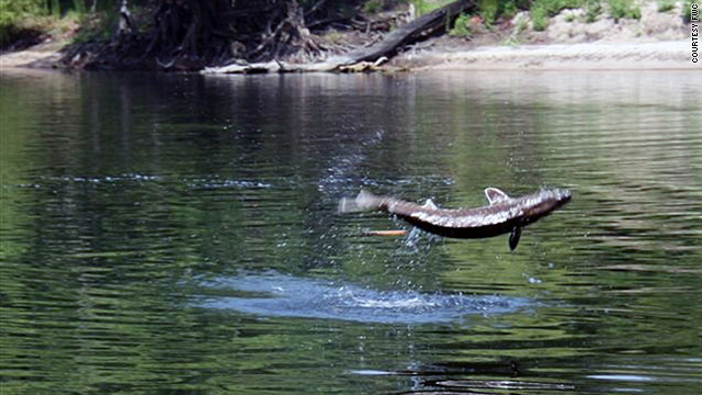 A sturgeon is "like an alligator on the outside of their skin," FWC officer Dorvan Daniel says.