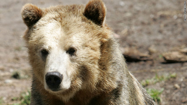 There have been no reports of bear encounters along or near the Wapiti Lake trail this season.
