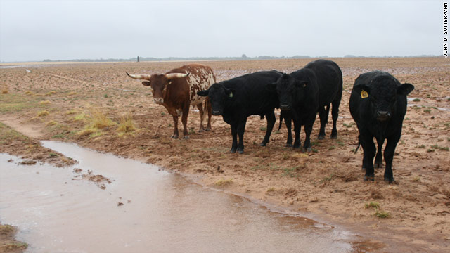 Cows in the Texas Panhandle seem just as perplexed as their owners when rain fell Thursday.