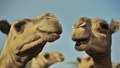 Is camel milk the future for drought-stricken Kenya? - CNN.com