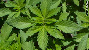 The marijuana was found in a 300-acre field located six hours south of Tijuana, Mexico.