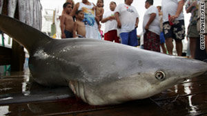 The Australian study devoted attention to the bull shark, an aggressive species responsible for many attacks on humans.