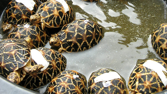 Suspected Smuggler Stuffed Squirrels Tortoises Into Suitcases Cnn Com