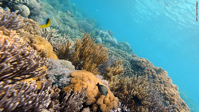 The percentage of reefs rated as threatened has risen by 30% in 10 years, according to a World Resources Institute report.