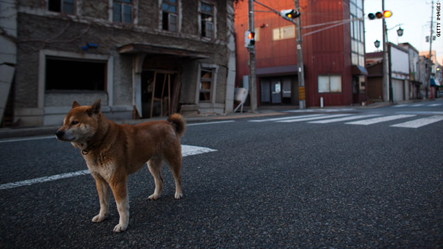 t1larg.fukushima.dog.gi.jpg